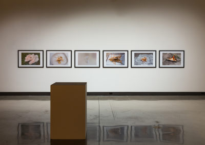 Photographs in exhibition