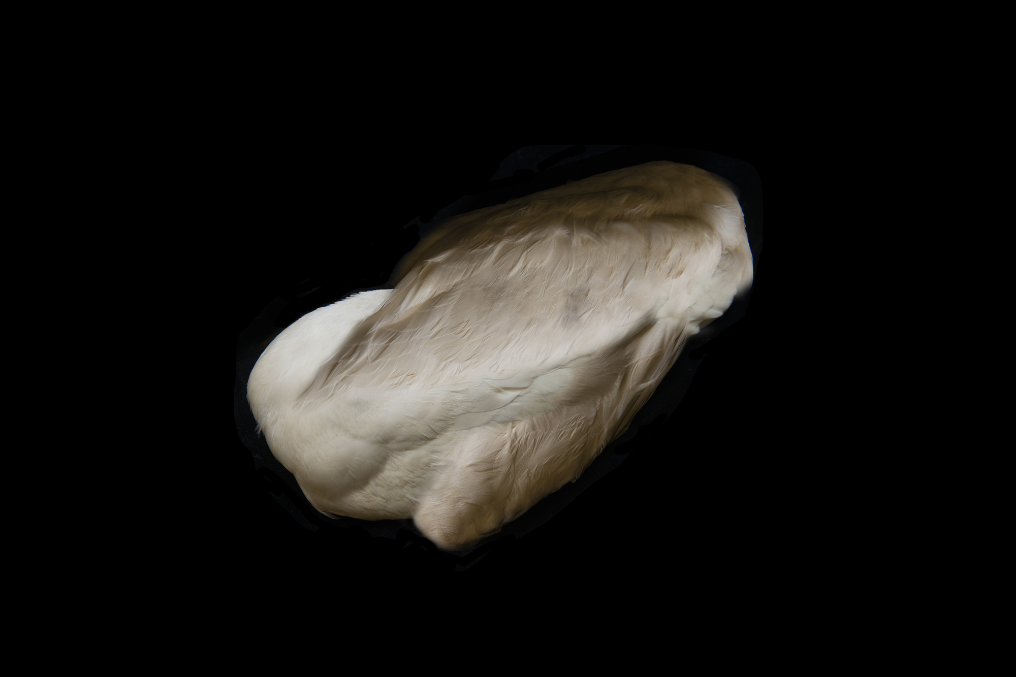 Lisa Hirmer, Ibis strange bird like image