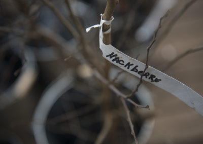 A hackberry seedling