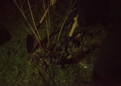 A group of people plant a tree at night