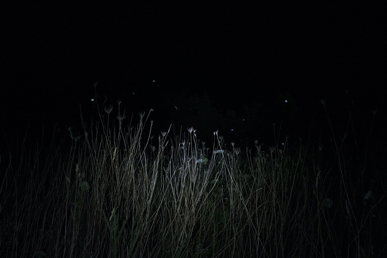 a field at night with moths speckled above plants