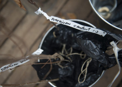 small nut tree seedlings