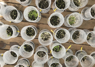 seeds sprouting