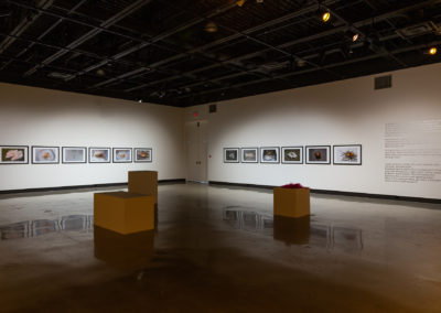 Photographs in exhibition